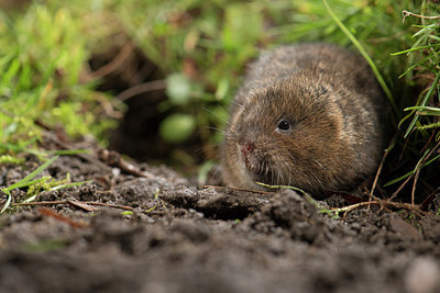 BUITEN BEELD Foto: 211470
