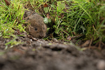 BUITEN BEELD Foto: 211471