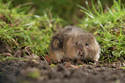 BUITEN BEELD Foto: 211472