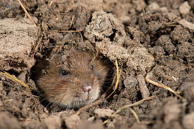 BUITEN BEELD Foto: 211508