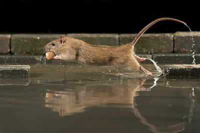 BUITEN BEELD Foto: 211512