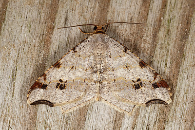 BUITEN BEELD Foto: 211549