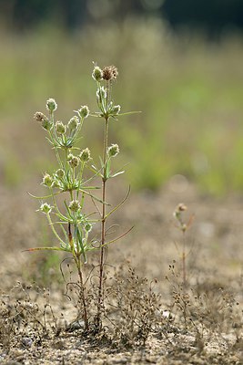 BUITEN BEELD Foto: 211552