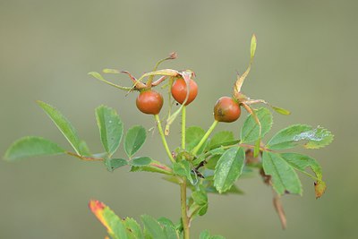 BUITEN BEELD Foto: 211554