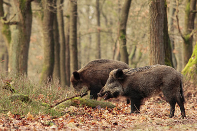 BUITEN BEELD Foto: 211571