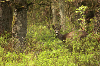 BUITEN BEELD Foto: 211574