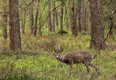 BUITEN BEELD Foto: 211575