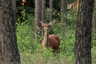 BUITEN BEELD Foto: 211577