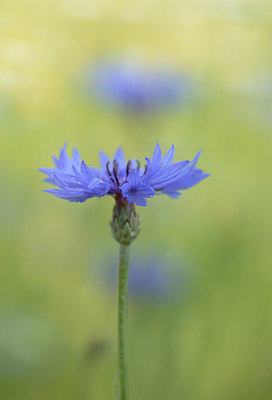 BUITEN BEELD Foto: 211587