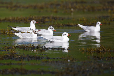 BUITEN BEELD Foto: 211626