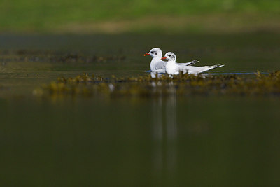 BUITEN BEELD Foto: 211632