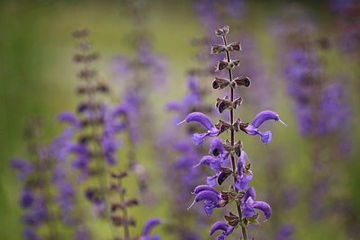 BUITEN BEELD Foto: 211674