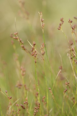 BUITEN BEELD Foto: 211733