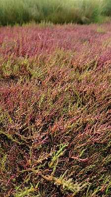 BUITEN BEELD Foto: 211738
