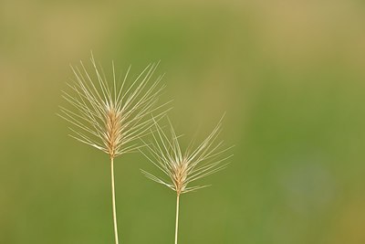 BUITEN BEELD Foto: 211742