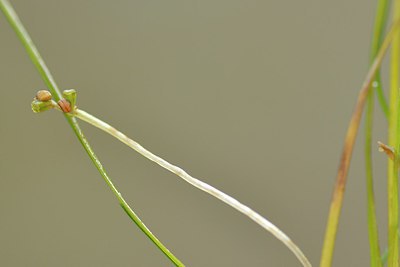 BUITEN BEELD Foto: 211745