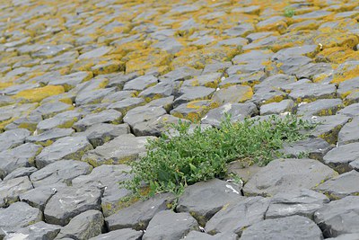 BUITEN BEELD Foto: 211766