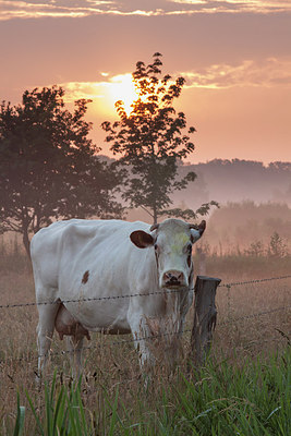 BUITEN BEELD Foto: 211788