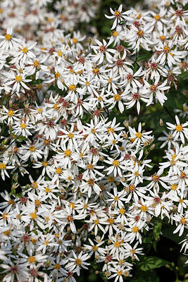 BUITEN BEELD Foto: 211834