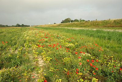 BUITEN BEELD Foto: 211840