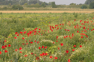 BUITEN BEELD Foto: 211841