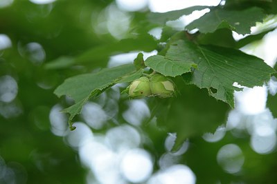 BUITEN BEELD Foto: 211845