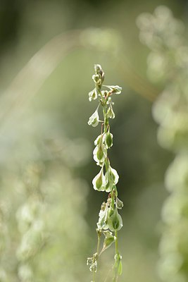BUITEN BEELD Foto: 211848