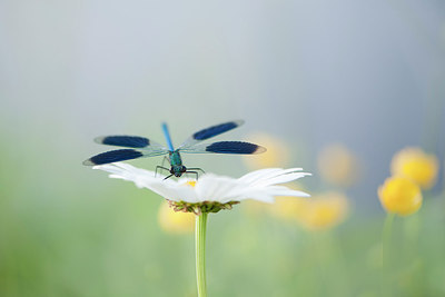 BUITEN BEELD Foto: 211855