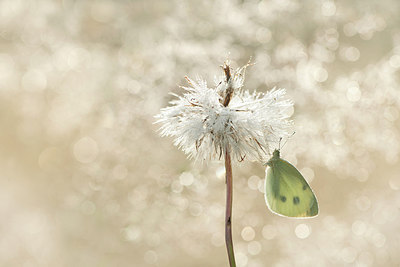 BUITEN BEELD Foto: 211857