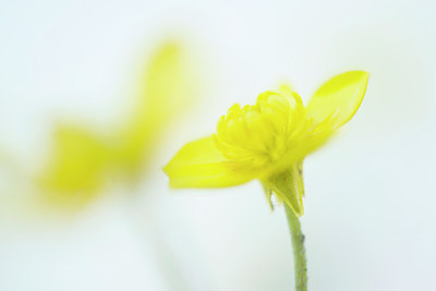 BUITEN BEELD Foto: 211862