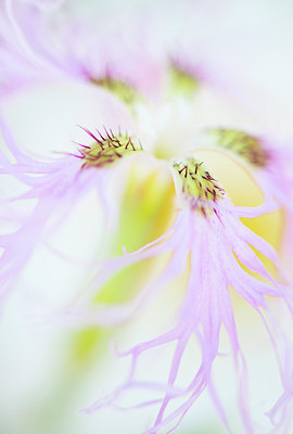 BUITEN BEELD Foto: 211882