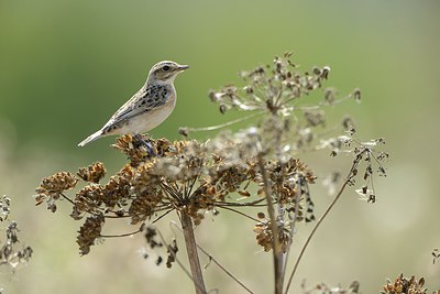 BUITEN BEELD Foto: 211897