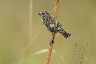 BUITEN BEELD Foto: 211899