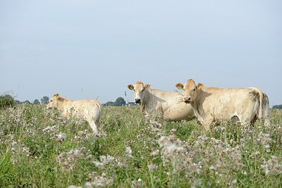 BUITEN BEELD Foto: 211923