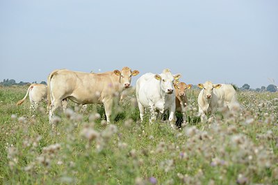 BUITEN BEELD Foto: 211927