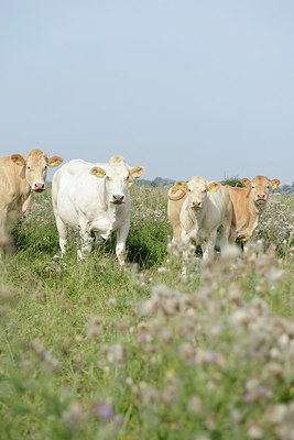 BUITEN BEELD Foto: 211930