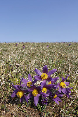 BUITEN BEELD Foto: 212021