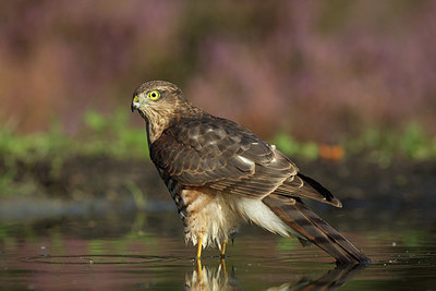 BUITEN BEELD Foto: 212179