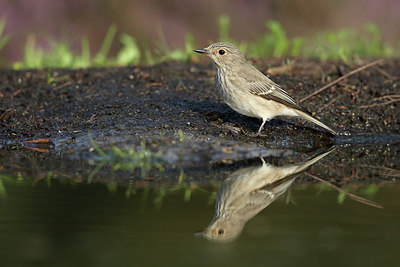 BUITEN BEELD Foto: 212189