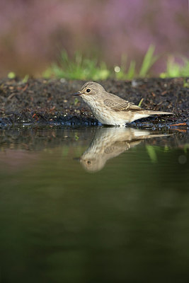 BUITEN BEELD Foto: 212190