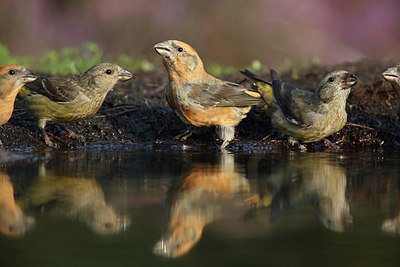 BUITEN BEELD Foto: 212194