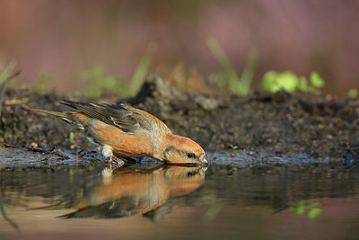 BUITEN BEELD Foto: 212196
