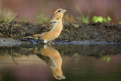 BUITEN BEELD Foto: 212197