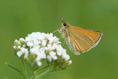 BUITEN BEELD Foto: 212235