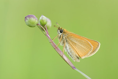 BUITEN BEELD Foto: 212239
