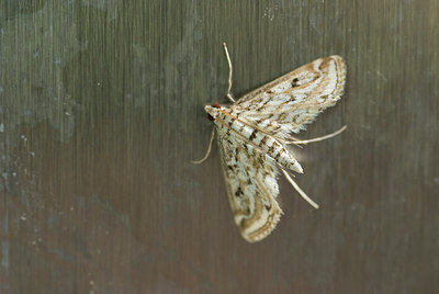 BUITEN BEELD Foto: 212249
