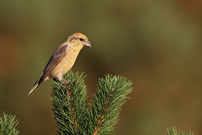 BUITEN BEELD Foto: 212279
