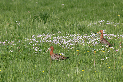 BUITEN BEELD Foto: 212293