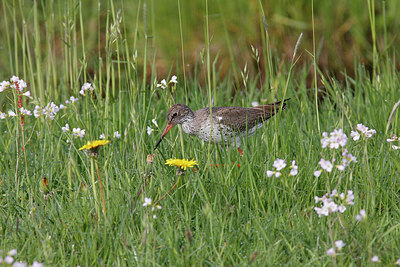 BUITEN BEELD Foto: 212294