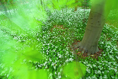 BUITEN BEELD Foto: 212302